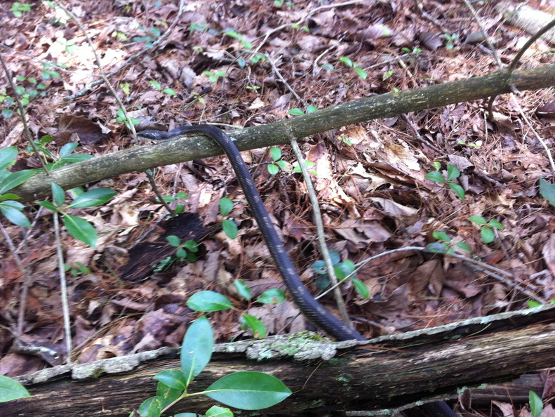 Sheltowee Trace, Red River Gorge